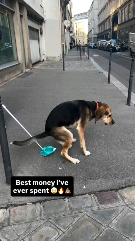 #pooperscooper #dogpoopscooper #FreeCoinsInShopeeVideo #HugotSaShopee
