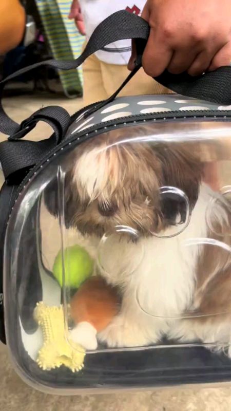 #Pet #Carrier #Cat Bag #Dog #Puppy #bagpack #Travel #Breathable #Transparent #Collapsible #Portable shih tzu#freecoinshopee