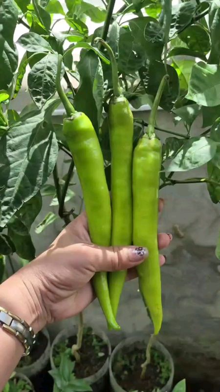 #Hot Pepper Seeds for planting #Chili Sili Panigang Jalapeno #Taiwan Express Super Heat #F1 Inokra.