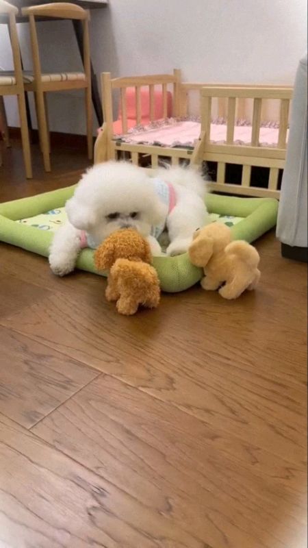 🐶 Cute overload! Watch this Moving Flushy Dog wiggle & steal hearts instantly!#MasMuraSaShopee#ShopeePHCommsXTRA#shopeeph #shopeefinds #shopeehaul