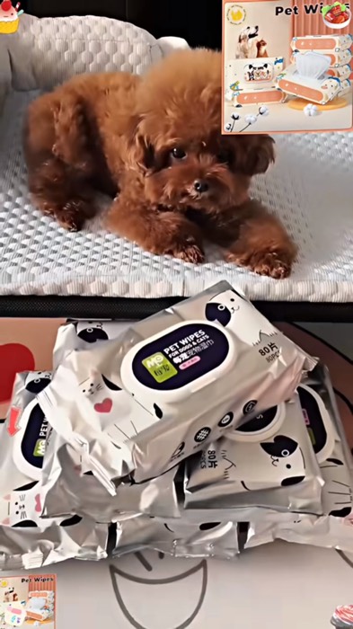 pet wet wipes #pet #wetwipes #petwipes #petlover #petcare #trending #MasMuraSaShopee