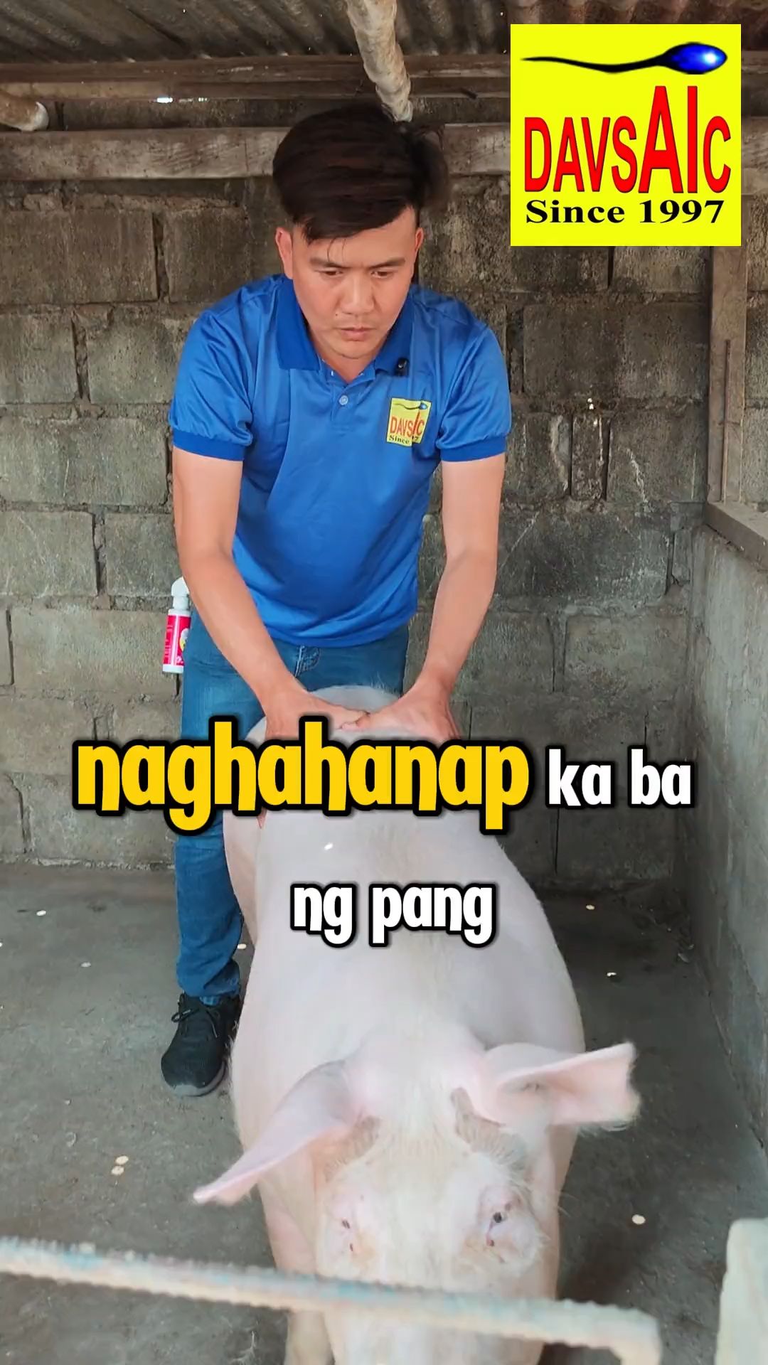 Para sa mas mabilis na heat detection ng baboy use Boar Odorat Spray